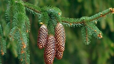 Treatment of cervical osteochondrosis spruce cones